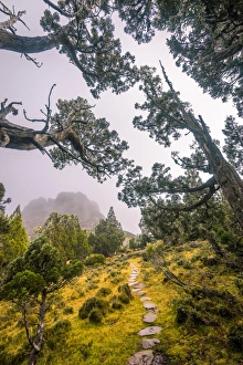 Dixon Kingdoms Pencil Pine forest in Walls of Jerusalem National Park, Tasmania Dixon Kingdoms Pencil Pine forest in Walls of Jerusalem National Park, Tasmania
