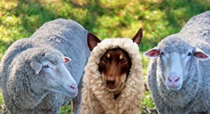 Images Dated 10th September 2014: A dog disgused as a sheep