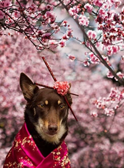Images Dated 31st August 2014: Dog dressed in kimono under Cherry Blossom Tree