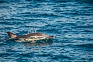 Dolphin swimming in the ocean Dolphin swimming in the ocean