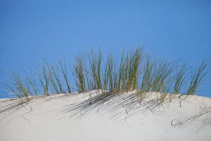 Images Dated 17th June 2014: Dune grass