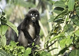 Images Dated 9th November 2013: Dusky Leaf Monkey (Trachypithecus obscurus)