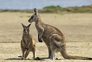 Eastern Grey Kangaroo, Macropus giganteus, Maria Island National Park, Tasmania, Australia Eastern Grey Kangaroo, Macropus giganteus, Maria Island National Park, Tasmania, Australia
