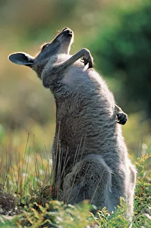 Eastern Grey Kangaroo (Macropus giganteus), Victoria, Australia Eastern Grey Kangaroo (Macropus giganteus), Victoria, Australia
