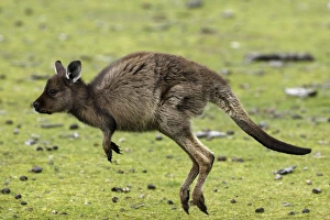 Eastern Grey Kangaroo, Marcropus cinereus, Kangaroo Island, Australia Eastern Grey Kangaroo, Marcropus cinereus, Kangaroo Island, Australia
