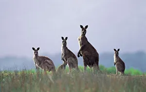 Eastern Grey Kangaroos (Macropus giganteus) Wilsons Promontory National Park, Australia Eastern Grey Kangaroos (Macropus giganteus) Wilsons Promontory National Park, Australia