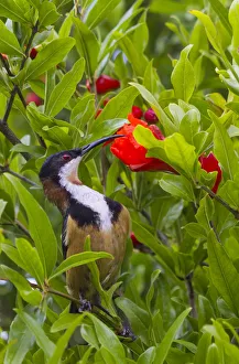 Eastern Spinebill drinking nectar from pomegranate flower Eastern Spinebill drinking nectar from pomegranate flower