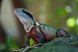 Eastern Water Dragon (Intellagama lesueurii) Eastern Water Dragon (Intellagama lesueurii)