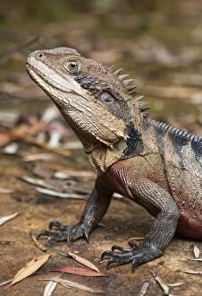 Images Dated 28th November 2014: Eastern Water Dragon (Physignathus lesueurii)