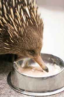 Echidna Echidna
