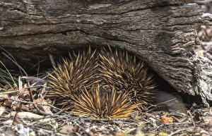Echidna log Echidna log