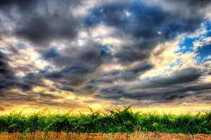 <b class=qtipBold><figcaption>Effortless Vineyard Sky, Sunset</figcaption></b><br><em>© 2009 Artie Photography</em> Effortless Vineyard Sky, Sunset