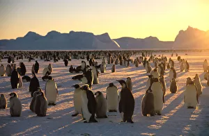 Emperors Penguins (Aptenodytes forsteri) and young on ice Emperors Penguins (Aptenodytes forsteri) and young on ice