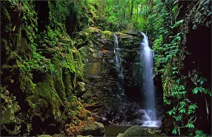 Enchanted falls, Mount Tamborine rainforest, Queensland, Australia Enchanted falls, Mount Tamborine rainforest, Queensland, Australia