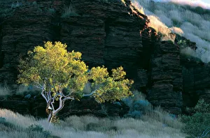 Eucalyptus Tree, Wittenoom Gorge, Western Australia Eucalyptus Tree, Wittenoom Gorge, Western Australia