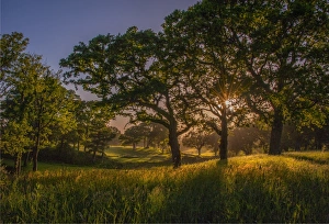 The Common Gallery: Evening light at Creech