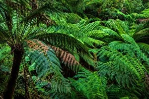 Great Otway National Park Gallery: Ferns in Melba Gully, Great Otway National Park, Victoria