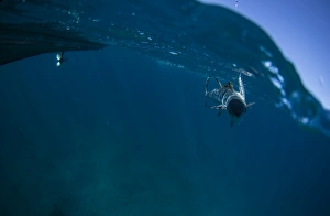Fish boat Fish boat