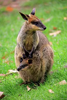 Childhood Gallery: Flinkwallaby, (Macropus agilis)
