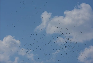A flock of Ravens lift up from a recently harvested field in Wangdue Phodrang Valley A flock of Ravens lift up from a recently harvested field in Wangdue Phodrang Valley