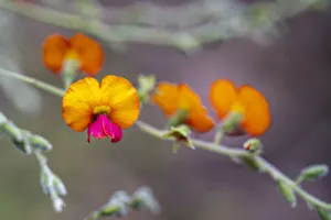 Flowering heart-leaf Flame Pea (Chorizema cordatum) Flowering heart-leaf Flame Pea (Chorizema cordatum)