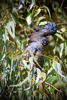 Forest Red-tailed Black-Cockatoo