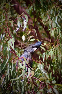 Forest Red-tailed Black-Cockatoo Hiding in a Tree Forest Red-tailed Black-Cockatoo Hiding in a Tree