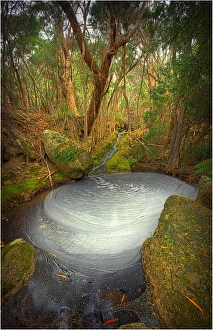 Fotheringate creek and rainforest, Lacotta, Flinders Island, Bass Strait, Tasmania Fotheringate creek and rainforest, Lacotta, Flinders Island, Bass Strait, Tasmania