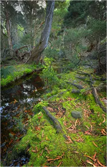 Fotheringate rainforest and creek in the foothills of the Strzelecki Ranges Fotheringate rainforest and creek in the foothills of the Strzelecki Ranges