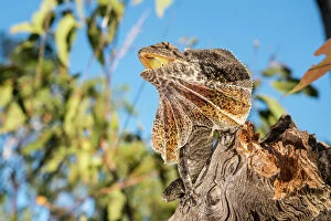 Kimberley Gallery: Frilled dragon, Australia