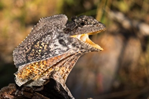 Frilled Dragon, Australia Frilled Dragon, Australia