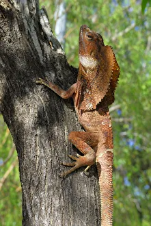 Frilled - or Frillneck Lizard (Clamydosaurus kingii), Darwin, Northern Territory Frilled - or Frillneck Lizard (Clamydosaurus kingii), Darwin, Northern Territory