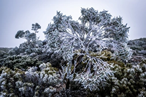 Frost on the bush at Walls of Jerusalem National Park, Tasmania Frost on the bush at Walls of Jerusalem National Park, Tasmania
