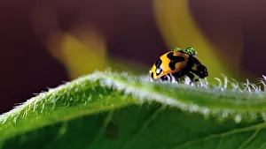 Fungus - eating Ladybird
