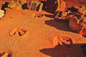 <b class=qtipBold><figcaption>Gantheaume Point dinosaur footprints</figcaption></b><br>130 million year old dinoaur footprints at Gantheaume Point in Brome, Australia<br><em>© 2010 John Crux</em> Gantheaume Point dinosaur footprints