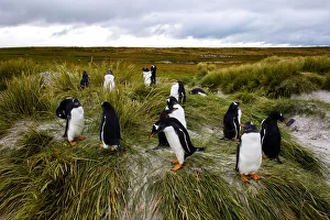 Gentoo Penguins, Falkland Islands (Islas Malvinas), British Overseas Territory Gentoo Penguins, Falkland Islands (Islas Malvinas), British Overseas Territory