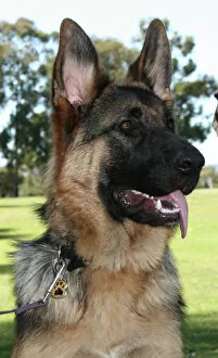 Images Dated 24th October 2010: German Shepherd Dog