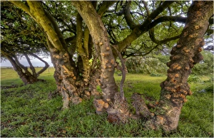 Gnarled trees, King Island, Bass Strait, Tasmania Gnarled trees, King Island, Bass Strait, Tasmania