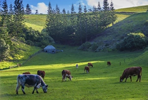 Grazing cattle at Arthurs Vale, Norfolk Island, south pacific ocean Grazing cattle at Arthurs Vale, Norfolk Island, south pacific ocean