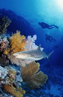 Sea Life Collection: Great Barrier Reef in the Coral Sea in Australia