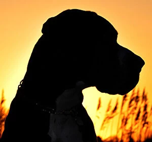 Images Dated 29th March 2009: Great Dane at silhouette
