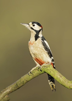 Great Spotted Woodpecker (Dendrocopos major) Great Spotted Woodpecker (Dendrocopos major)