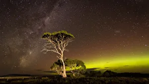 Green arc of Aurora and the Milky Way with over an illuminated tree Green arc of Aurora and the Milky Way with over an illuminated tree