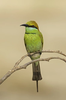 Green bee-eater (Merops orientalis) on branch Green bee-eater (Merops orientalis) on branch