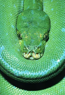 Green Tree Python (Morelia viridian) Green Tree Python (Morelia viridian)