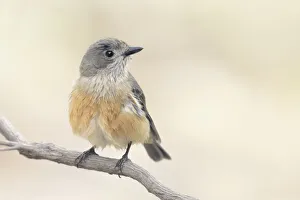 Grey shrikethrush (Colluricincla harmonica) perched on a branch Grey shrikethrush (Colluricincla harmonica) perched on a branch