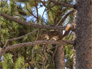 A Grey Squirrel feeding in the Branch of a Pine Tree, Grand Teton National Park, Wyoming A Grey Squirrel feeding in the Branch of a Pine Tree, Grand Teton National Park, Wyoming