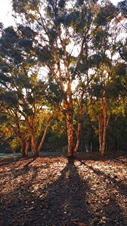 Photographers/nicola morgan photography trees/gum tree sunset Photographers/nicola morgan photography trees/gum tree sunset