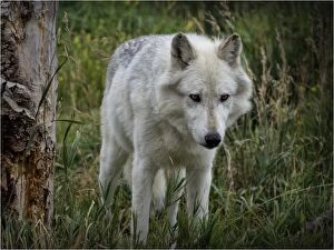 Images Dated 15th September 2013: High country Grey Wolf