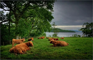 Scottish Culture Gallery: Highland cattle resting in a field, Loch Lomond, the Trossachs, Scotland